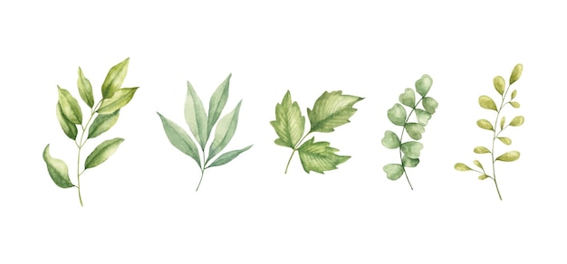 Conjunto de colección de varias hojas silvestres.