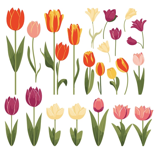 Conjunto de colecciones vectoriales de flores de tulipán