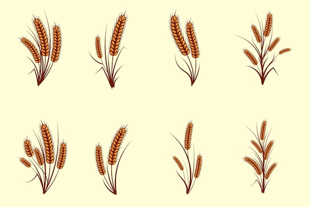 Conjunto de color dorado amarillo dibujado a mano de orejas de trigo cereales cebada ilustración en vintage y retro