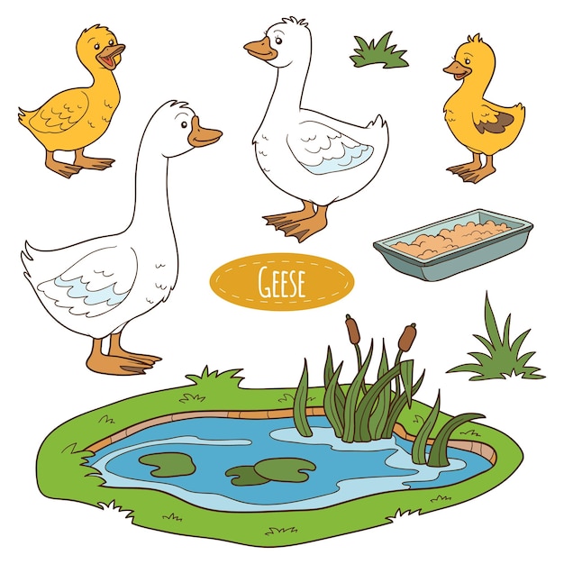 Conjunto de colores de lindos animales de granja y objetos vectoriales familia ganso