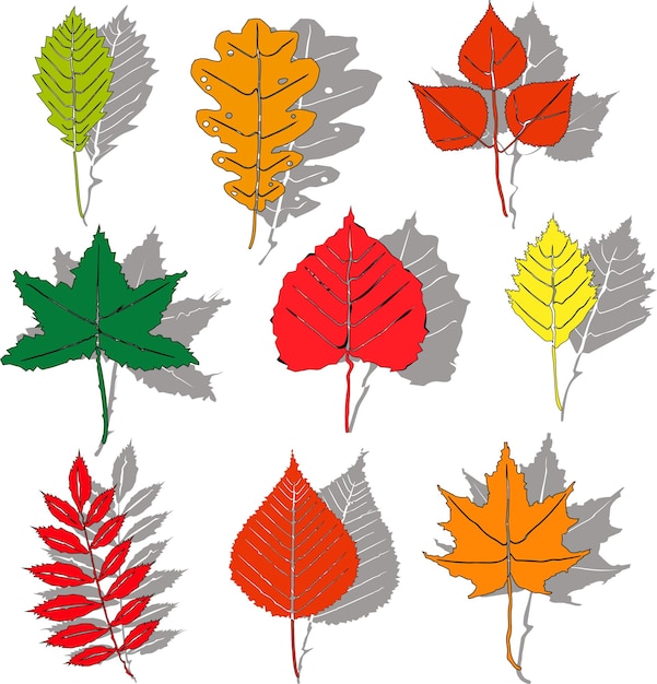 Un conjunto de coloridas hojas de otoño aislado sobre un fondo blanco con sombras grises. diferentes tipos de hojas de otoño, elaboradas con el mismo estilo. estilo plano simple, ilustración vectorial.