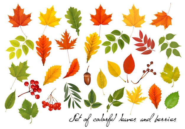 Conjunto de coloridas hojas de otoño y bayas, bellotas, viburnum. Ilustración vectorial.