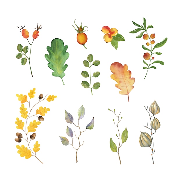 Vector conjunto de coloridas hojas de otoño. ilustración acuarela aislado sobre fondo blanco.