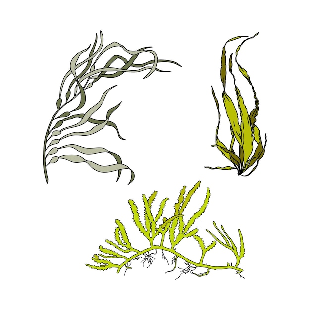 Conjunto de coloridas ilustraciones gráficas de vectores de algas dibujadas a mano Colección de diferentes plantas acuáticas aisladas sobre un fondo blanco Dibujo natural