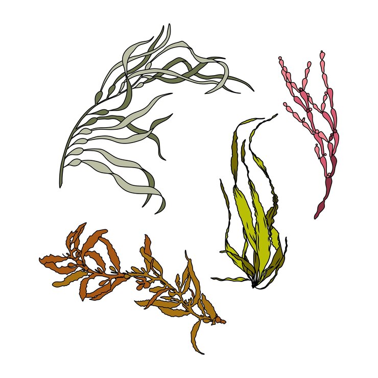 Vector conjunto de coloridas ilustraciones gráficas de vectores de algas dibujadas a mano colección de diferentes plantas acuáticas aisladas sobre un fondo blanco dibujo natural