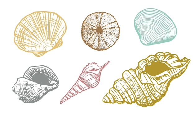 Vector conjunto colorido de conchas de mar. shell hermosa ilustración dibujada a mano. molusco acuático de naturaleza realista océano