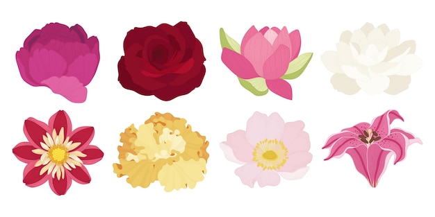 Conjunto, de, colorido, florecer, flores, ilustración