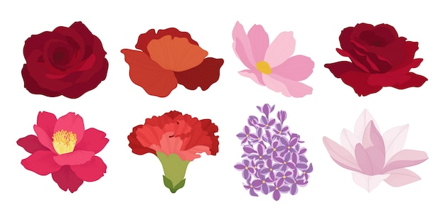 Vector conjunto, de, colorido, florecer, flores, ilustración