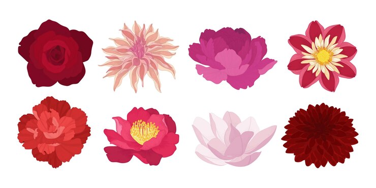 Vector conjunto, de, colorido, florecer, flores, ilustración