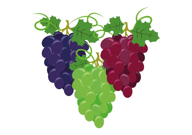 conjunto, de, colorido, uvas, vector