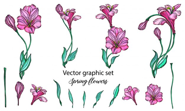 Vector conjunto de composiciones de flores. lirio.