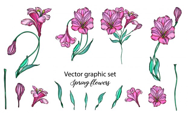 Conjunto de composiciones de flores. Lirio.