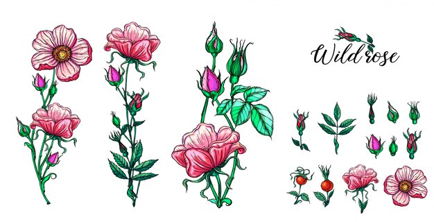 Vector un conjunto de composiciones de flores rose. flores rosadas.