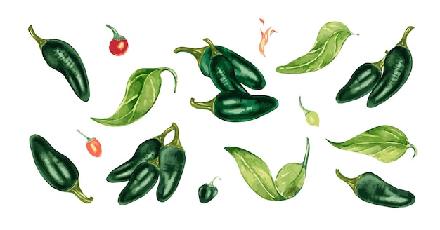 Conjunto de composiciones de pimientos picantes verdes jalapeños ilustración acuarela aislado en blanco