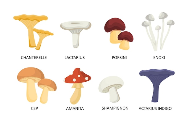 Conjunto de concepto de setas productos naturales y orgánicos con texto champiñón rebozuelo lactarius y