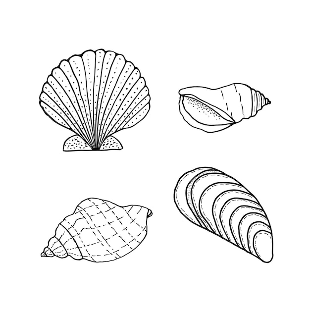 Vector conjunto de conchas marinas dibujadas a mano