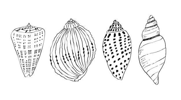Conjunto de conchas marinas en estilo lineal playa de mar ilustración vectorial del océano en estilo plano