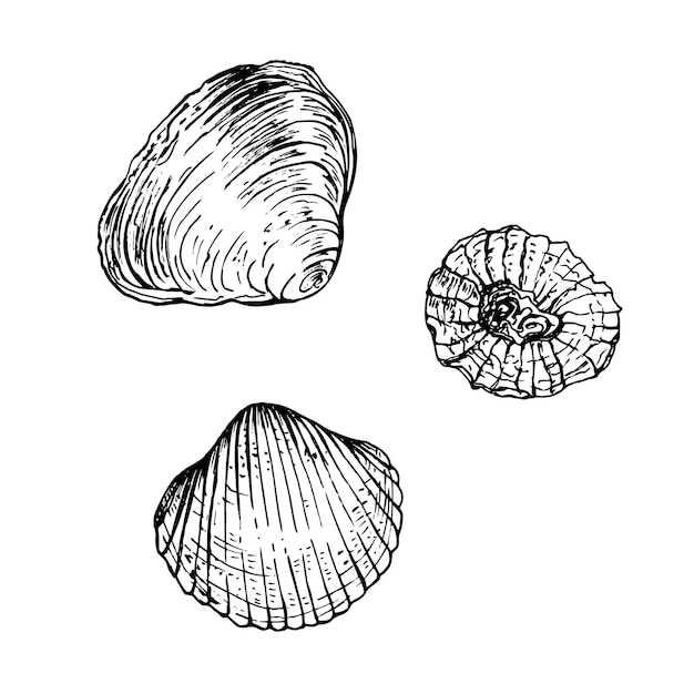 Un conjunto de conchas marinas con texturas y formas únicas que capturan la belleza natural de la vida marina Ilustración vectorial en blanco y negro Esbozo dibujado a mano aislado en blanco Ideal para diseños costeros