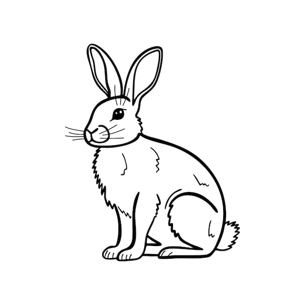 Conjunto de conejo aislado sobre fondo blanco.