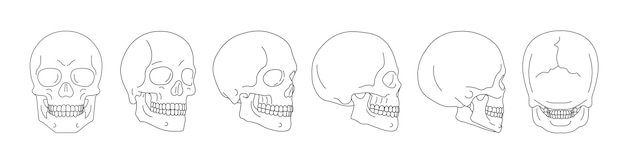 Conjunto de contorno de cráneo Conjunto de cráneo humano Vector