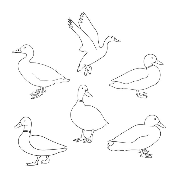Conjunto de contorno de pato aislado en fondo blanco Ilustración vectorial de arte de línea de pato