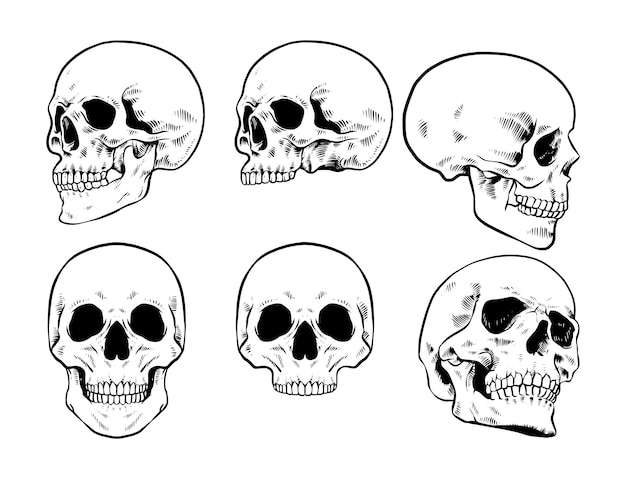 Conjunto de cráneo dibujado a mano