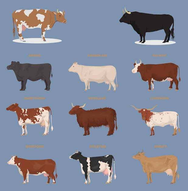 Un conjunto de cría de ganado vacas y toros vista lateral Ilustración vectorial aislada sobre fondo blanco