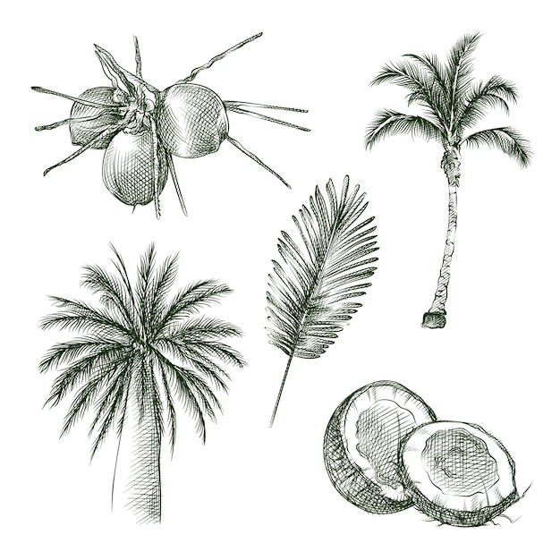 Conjunto de croquis dibujado a mano de atributos tropicales. el juego incluye palmera, árbol de coconaut, coconauts, hoja de palma.