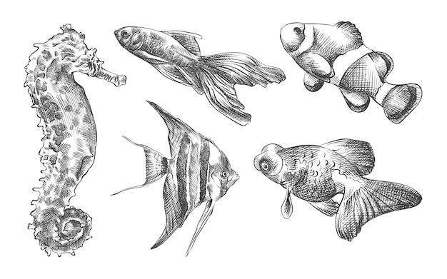 Conjunto de croquis dibujado a mano de peces de acuario. El juego consiste en guppy, caballito de mar, nemo, samese fghting fsh, goldfish, scalaria