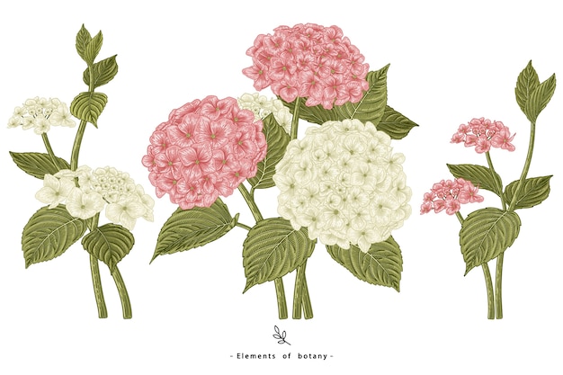 Vector conjunto decorativo de flor de hortensia aislado en blanco