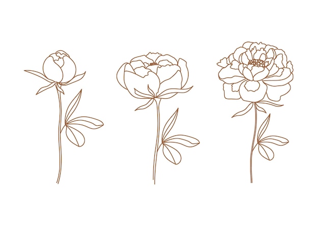 Conjunto de delicadas flores de peonía en un moderno estilo lineal