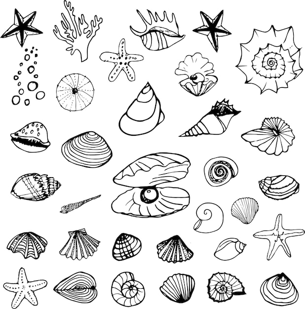 Conjunto dibujado a mano de conchas de mar