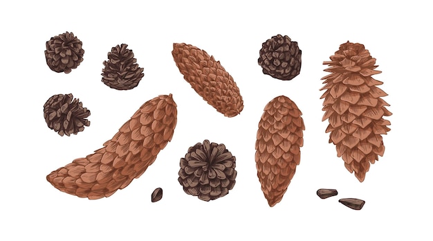 Conjunto dibujado a mano con diferentes conos de abetos coníferos, abetos y pinos aislados en fondo blanco. Piñas realistas de plantas de coníferas. Ilustración vectorial botánica coloreada.