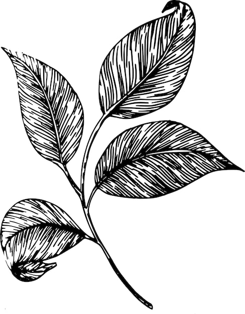 Conjunto dibujado a mano de diferentes hojas aisladas sobre fondo blanco Elementos florales monocromos