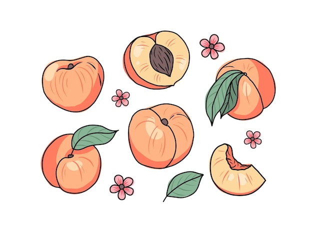 Conjunto dibujado a mano de melocotón o albaricoque fruta entera y en rodajas ilustración vectorial en estilo garabato