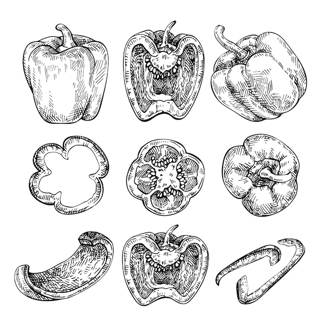 Conjunto de dibujado a mano de pimiento. Bosquejo de vegetales. Ilustración de estilo grabado, completo, medio y rodajas.