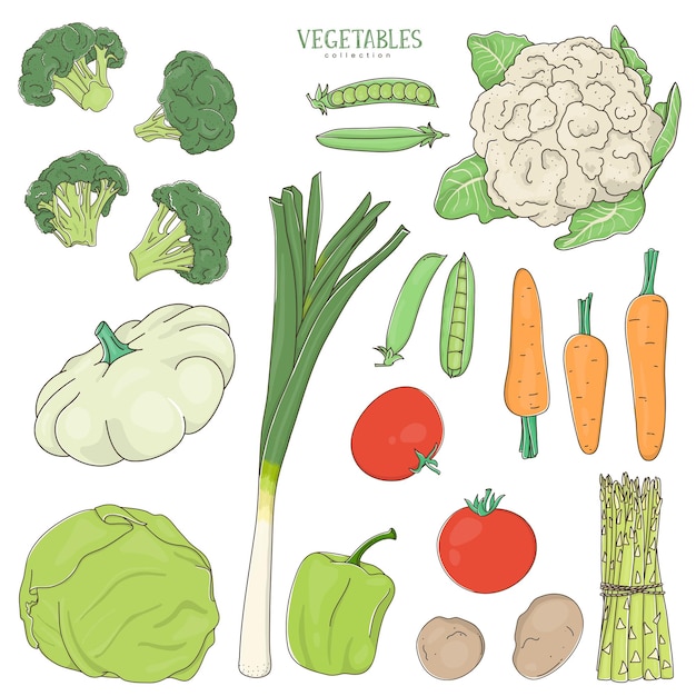 Vector conjunto dibujado a mano de verduras sobre un fondo blanco.