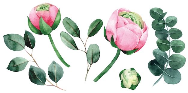conjunto de dibujo de acuarela de peonía rosa y hojas de eucalipto flores flores rosas y hojas verdes