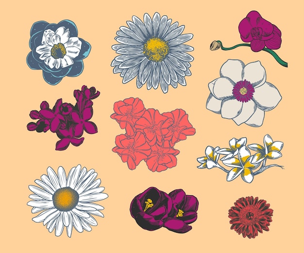 Conjunto de dibujo botánico de flores dibujadas a mano aislado sobre fondo brillante