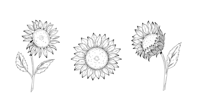 Conjunto de dibujo vectorial de flor de girasol Ilustración aislada dibujada a mano de girasol en boceto vintage
