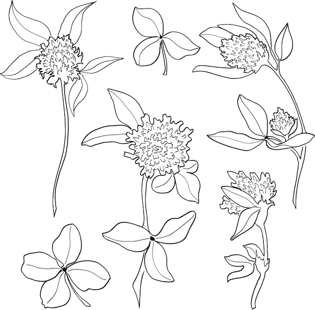 Conjunto de dibujo vectorial de flor de trébol planta silvestre aislada y hojas ilustración de estilo grabado a base de hierbas