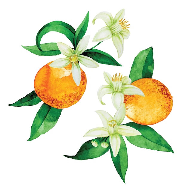 conjunto de dibujos de acuarela de composiciones de ramos con hojas de flores de naranjas y frutos de naranja