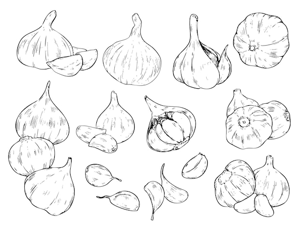 Conjunto de dibujos de alimentos con contorno de ajo dibujados a mano
