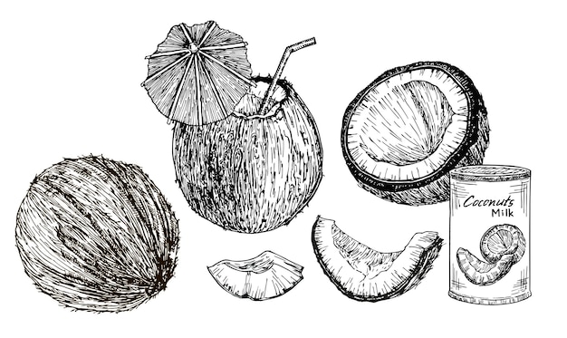 Conjunto de dibujos animados aislados de coco Ilustración de boceto dibujado a mano coco Fruta tropical y cortada en rodajas