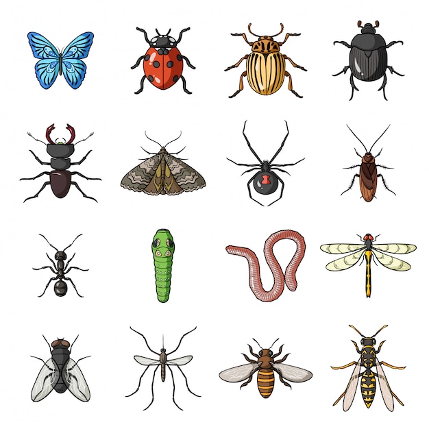 Conjunto de dibujos animados de insectos y errores icono. ilustración escarabajo. conjunto de dibujos animados aislado icono de insectos y errores.