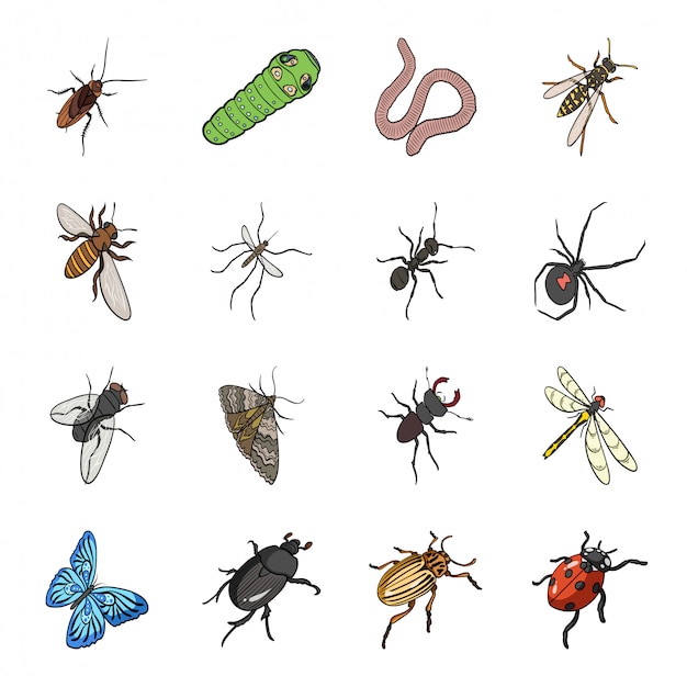 Conjunto de dibujos animados de insectos icono. Escarabajo aislado de dibujos animados conjunto de iconos. insecto