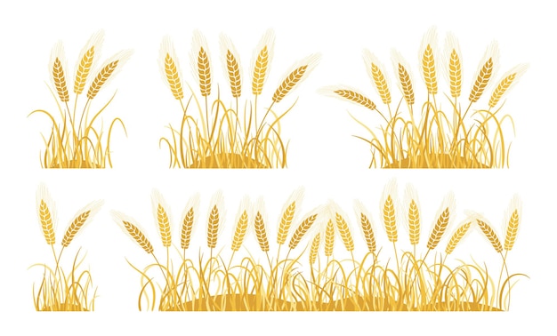 Conjunto de dibujos animados de trigo de orejas de campo dorado Colección de trigo de espiguillas maduras Producción de harina de panadería de avena agrícola