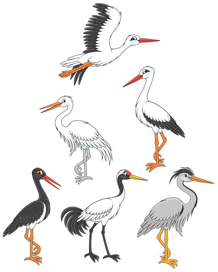 Vector conjunto de dibujos animados vectoriales de cigüeñas, grullas y garzas