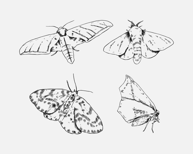 Conjunto de dibujos de bocetos mariposa mariposa fondo aislado ilustración vectorial en blanco y negro