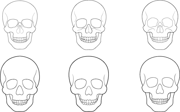 Conjunto de dibujos continuos de una línea del vector del cráneo humano Ilustración de arte de líneas